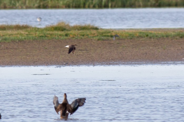 Black-winged Pratincole