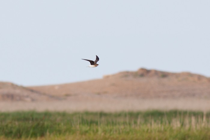 Black-winged Pratincole