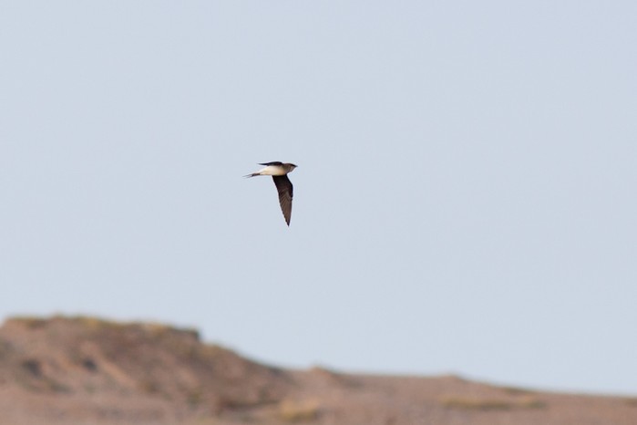 Black-winged Pratincole