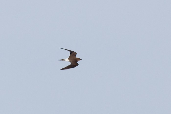 Black-winged Pratincole