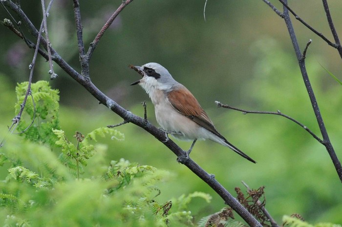 Red-backed Shrike