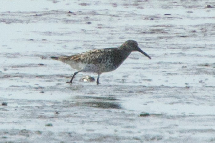 Great Knot
