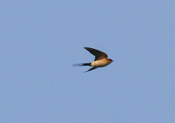 Red-rumped Swallow