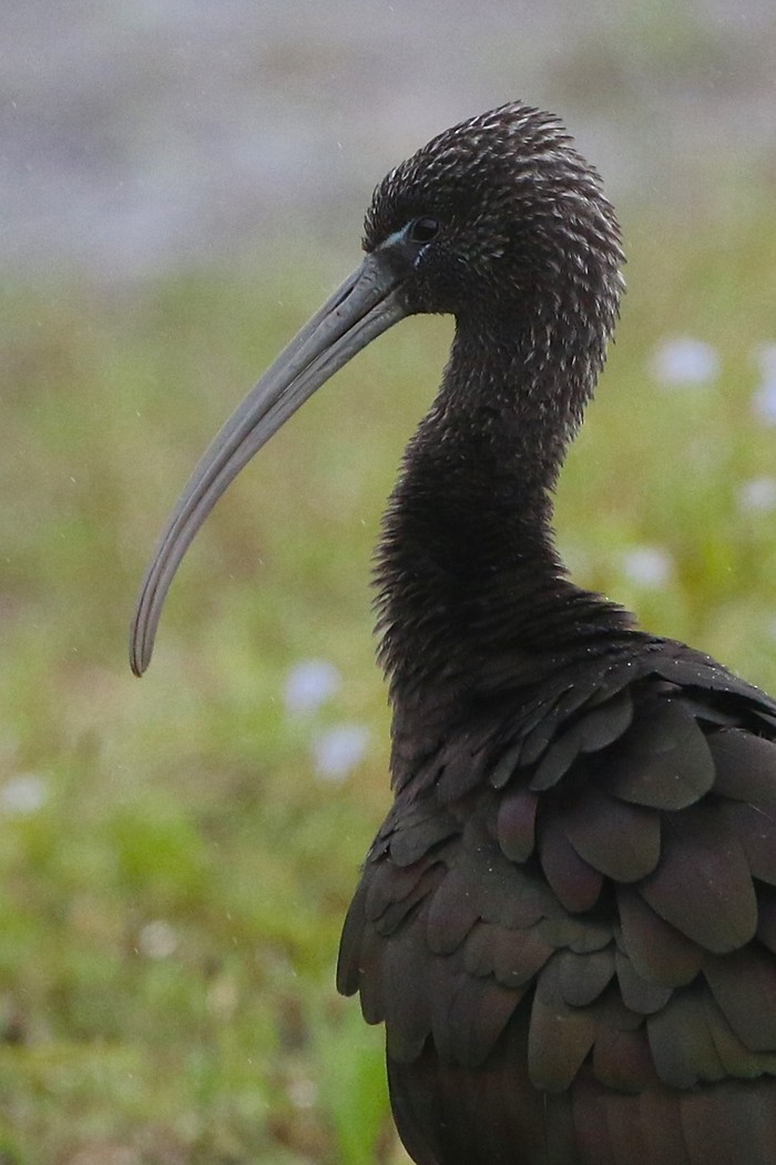 Glossy Ibis