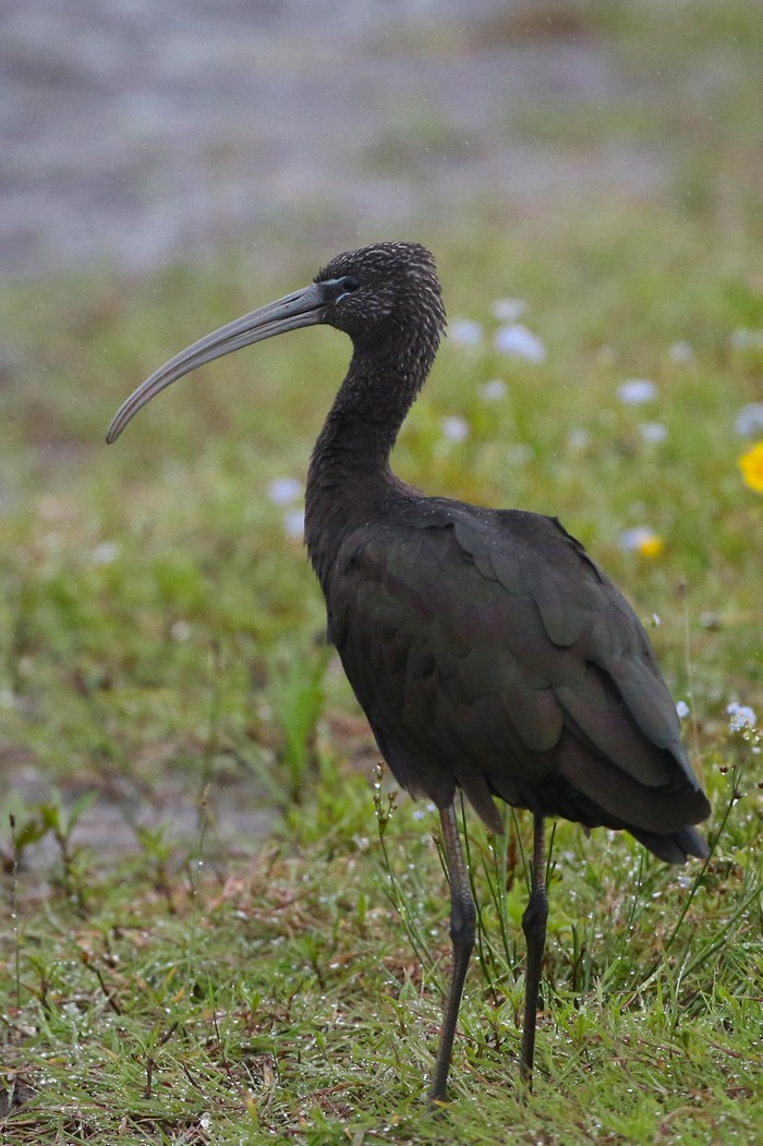Glossy Ibis