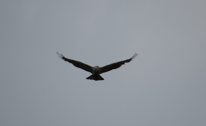 Short-toed Eagle
