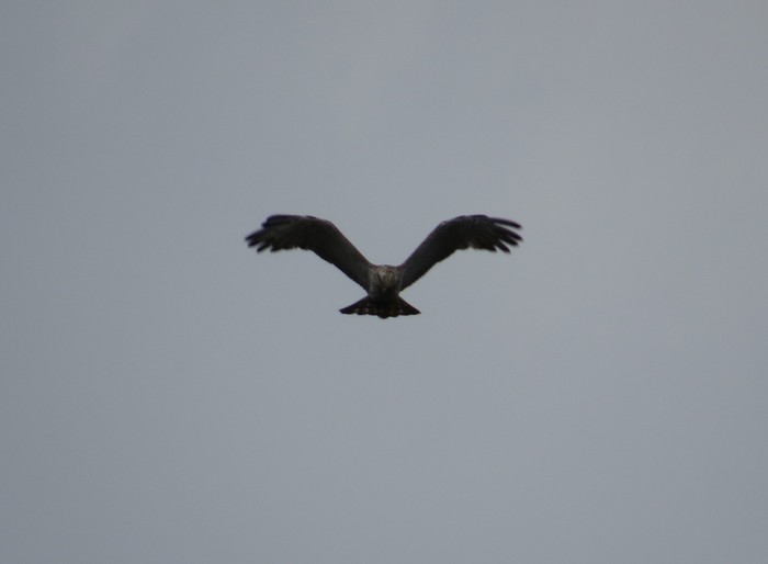 Short-toed Eagle