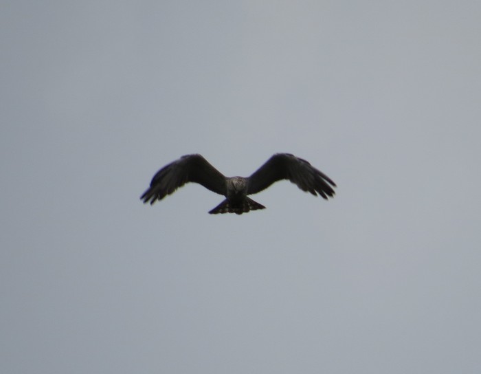 Short-toed Eagle