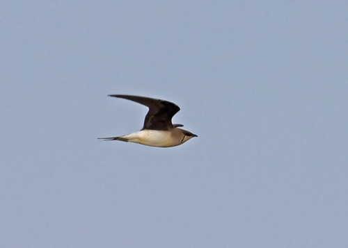 Black-winged Pratincole