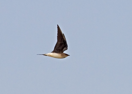 Black-winged Pratincole