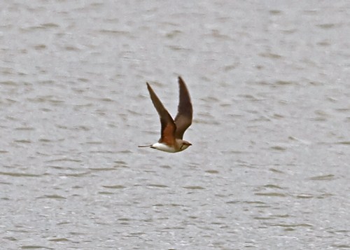 Collared Pratincole