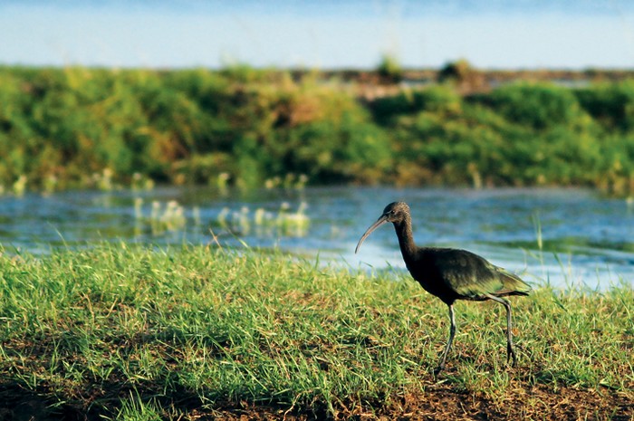 Glossy Ibis