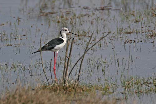 Black-winged Stilt