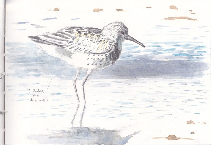 Great Knot