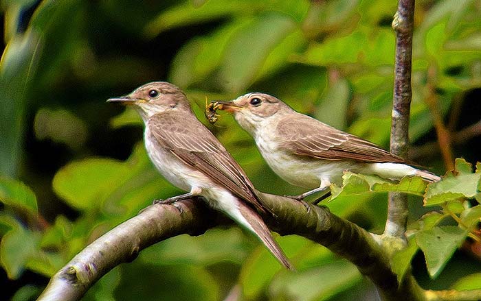 Spotted Flycatcher