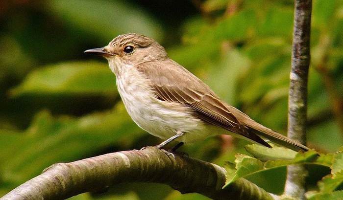 Spotted Flycatcher
