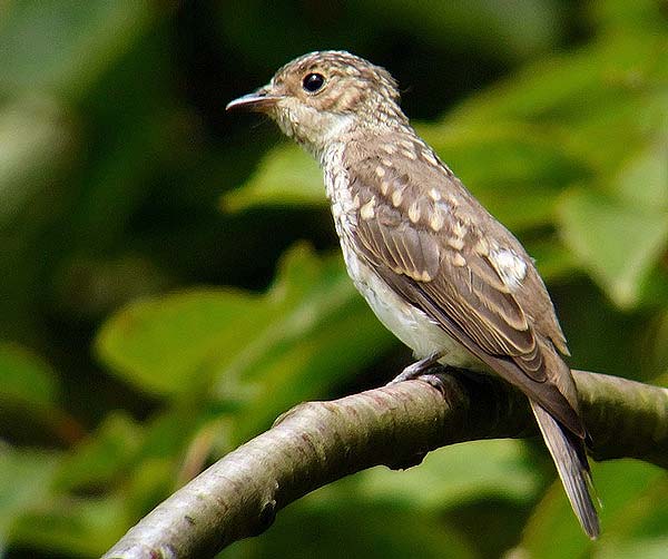 Spotted Flycatcher