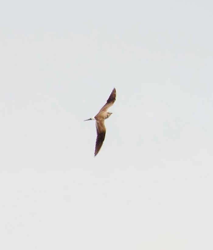 Collared Pratincole