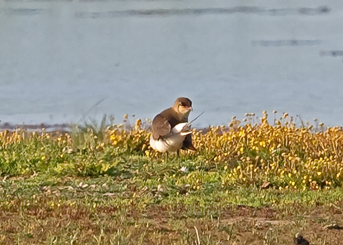 Black-winged Pratincole