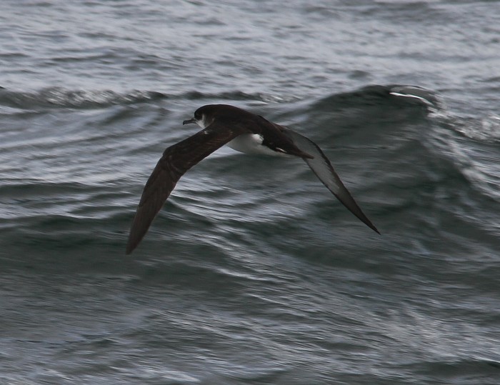 Manx Shearwater