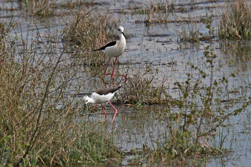 Black-winged Stilt