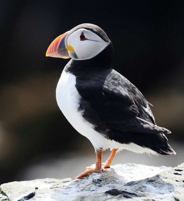 Puffin