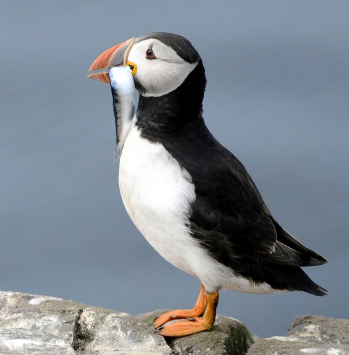 Puffin