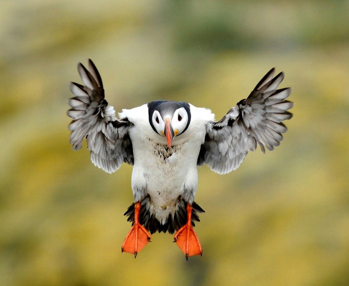 Puffin