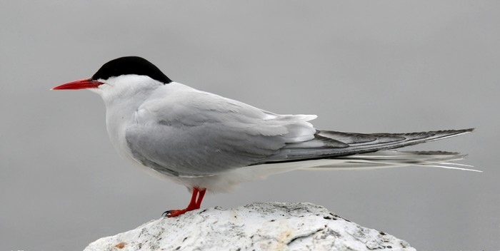 Arctic Tern