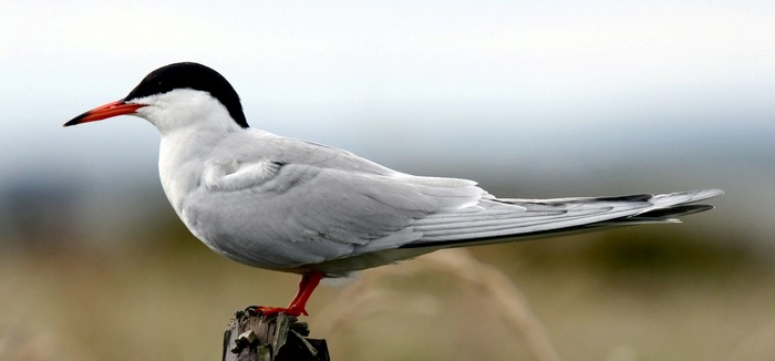 Common Tern