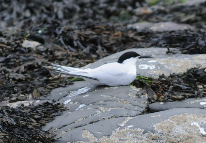 Roseate Tern