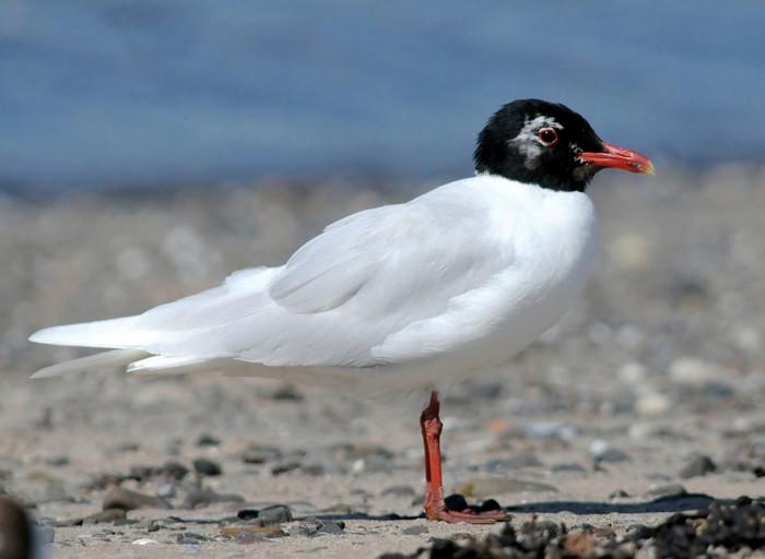 Mediterranean Gull
