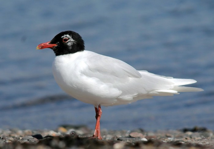 Mediterranean Gull