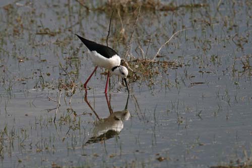 Black-winged Stilt