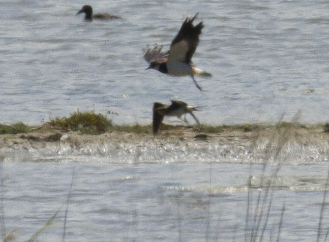 Black-winged Pratincole