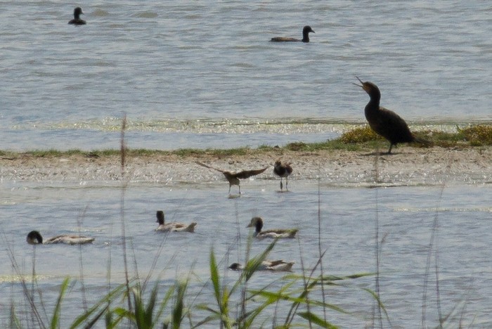 Black-winged Pratincole