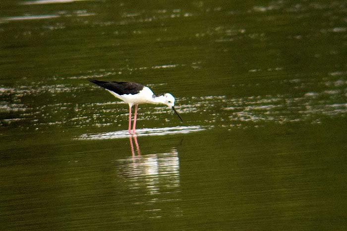 Black-winged Stilt