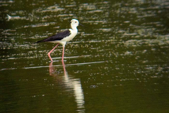 Black-winged Stilt