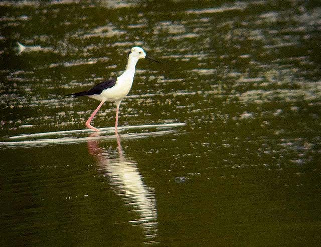 Black-winged Stilt