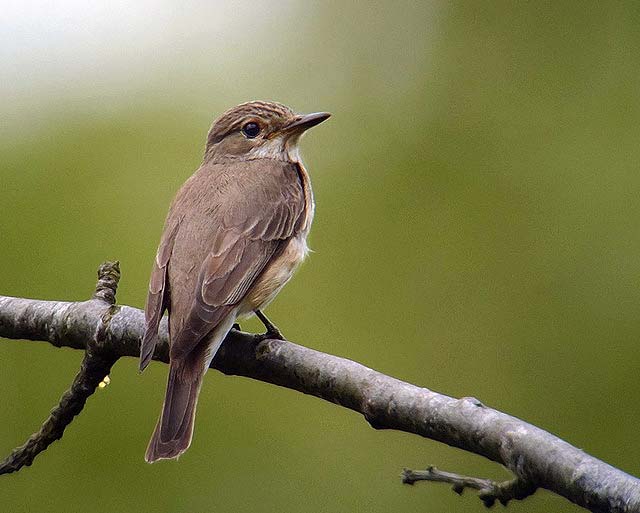Spotted Flycatcher