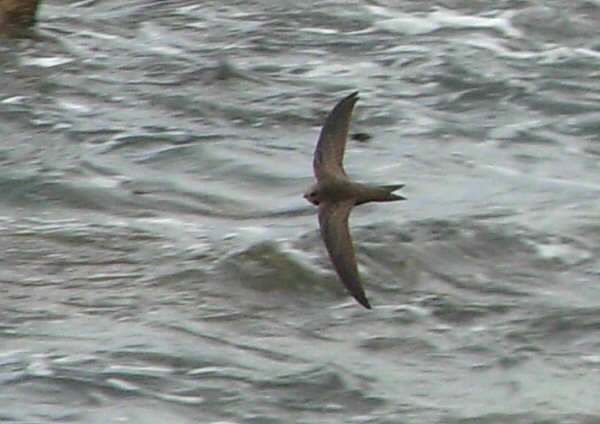 Pallid Swift