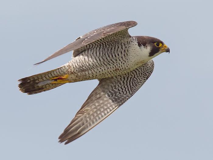 Peregrine
