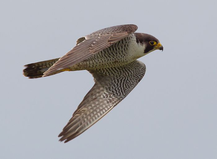 Peregrine