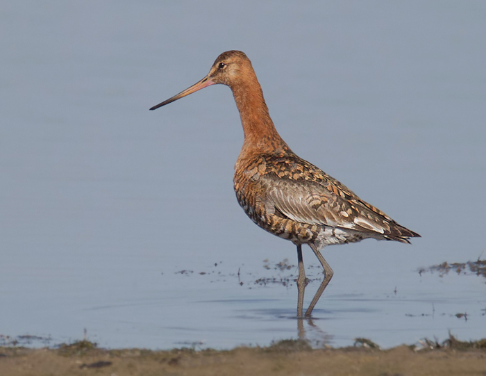 Black-tailed Godwit