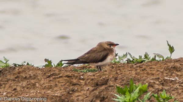 Collared Pratincole