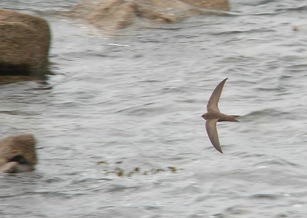 Pallid Swift