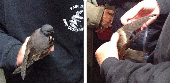 Swinhoe's Petrel