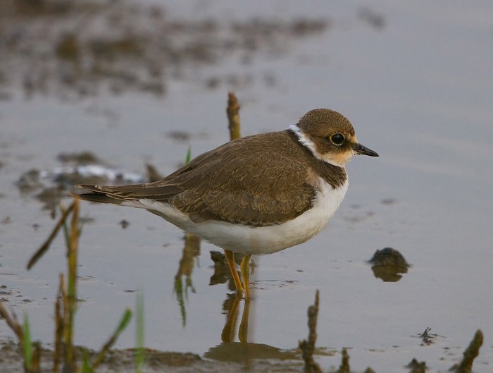 Little Ringed Plover