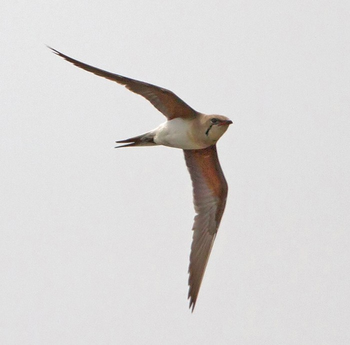 Collared Pratincole