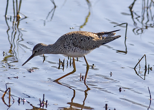 Lesser Yellowlegs